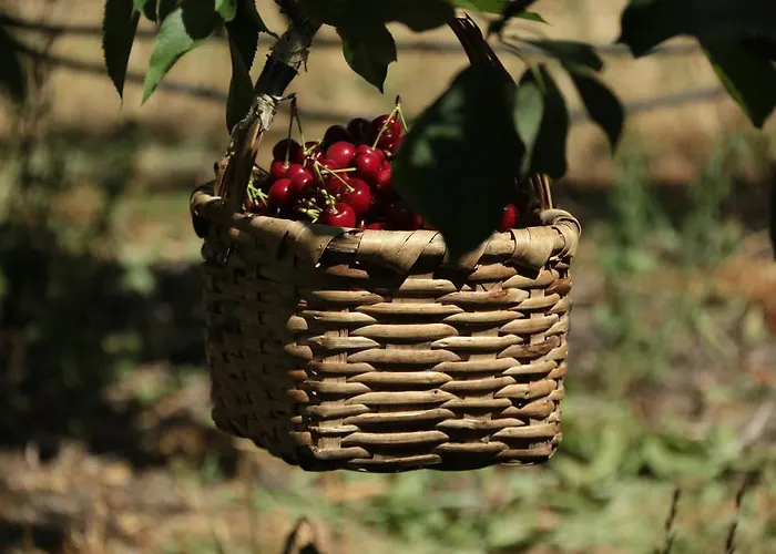 Casa de hóspedes Quinta Formosa Vale Formoso (Castelo Branco)